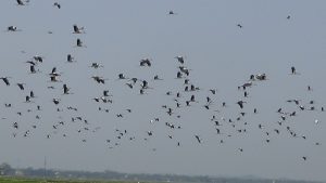 Hakaluki Bird Pic (2)