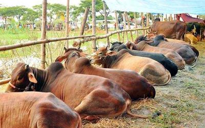 শেষ মুহূর্তে জমজমাট পশুর হাট
