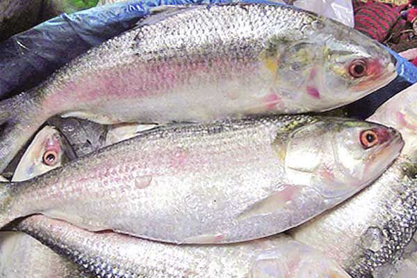 ইলিশ এখন শুধুই বাংলাদেশের