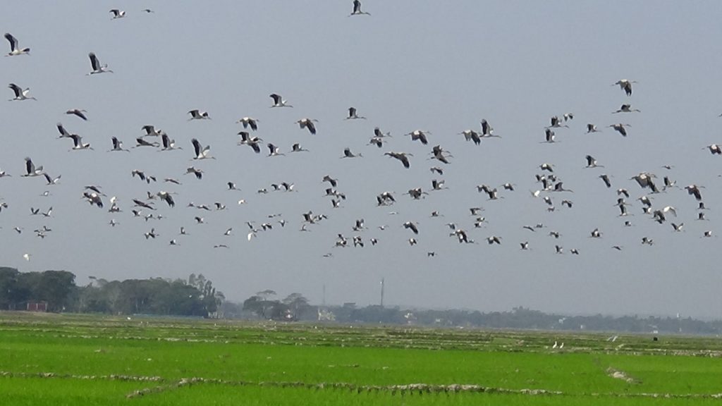 হাকালুকি হাওরে আসতে শুরু করেছে শীতের অতিথি পাখি